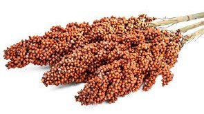 Sorghum